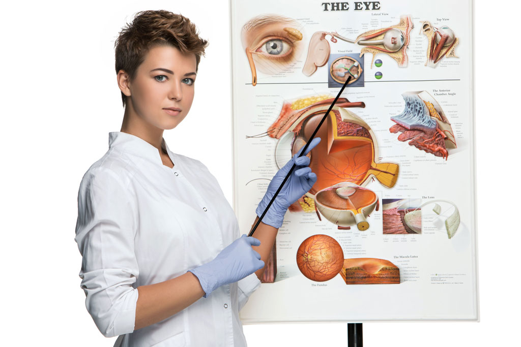 Optician explaining the structure of the eye